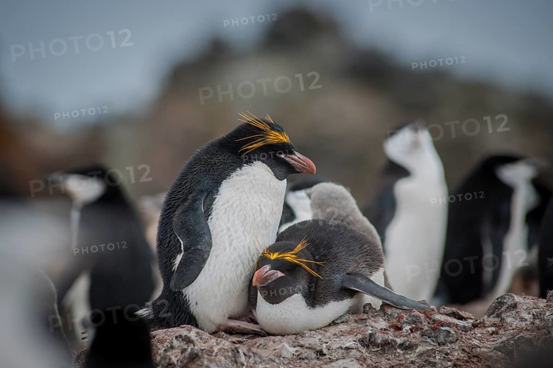 A pair of Macaroni Penguins (Eudyptes chrysolophus) breeds in a colony of Chinstrap penguins (Pygoscelis antarctica)