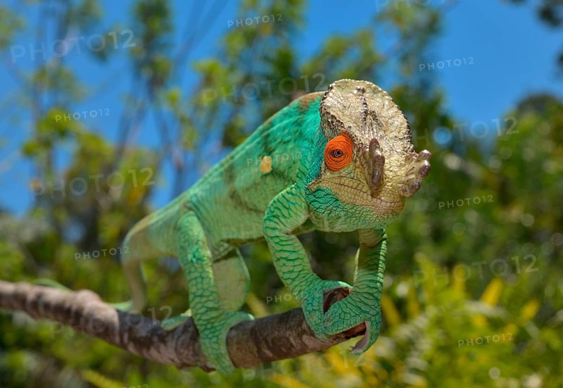 Parson's Chameleon (Calumma parsonii)