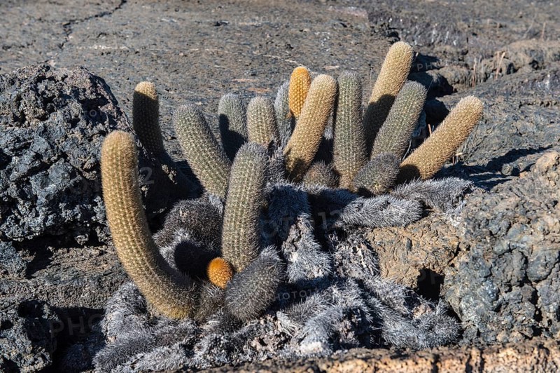 Lava Cactuses (Brachycereus nesioticus)