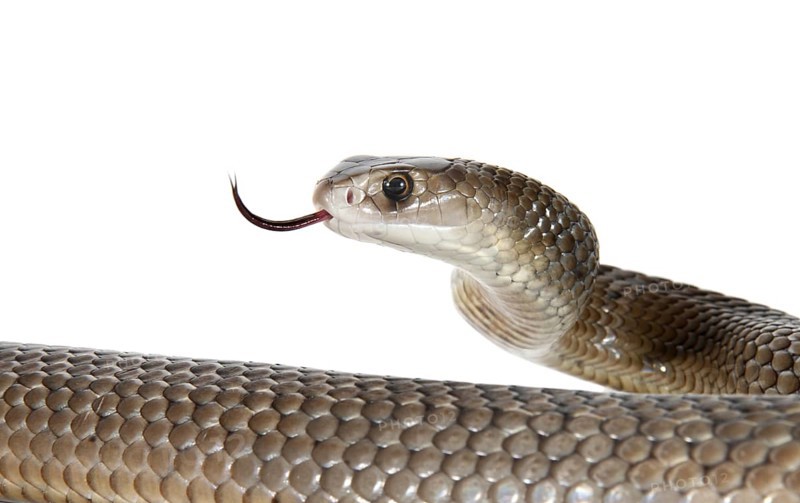 Eastern Brown Snake (Pseudonaja textilis)