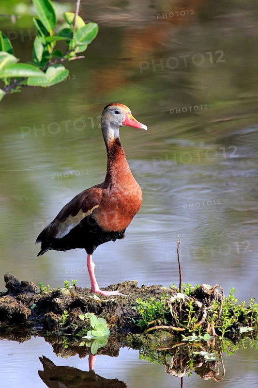 Black-bellied Whistling Duck (Dendrocygna autumnalis)