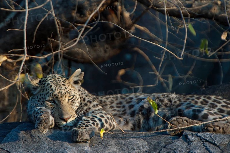 Tired Leopard (Panthera pardus)