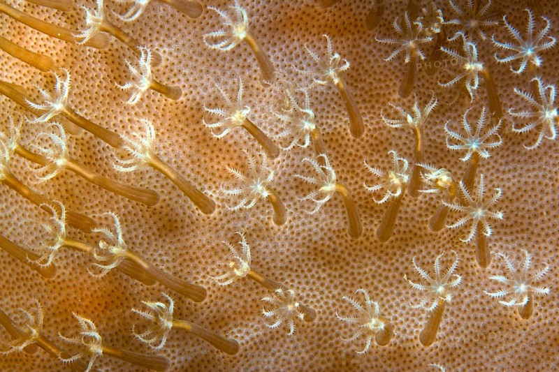 Leather Coral (Sarcophyton ehrenbergi)
