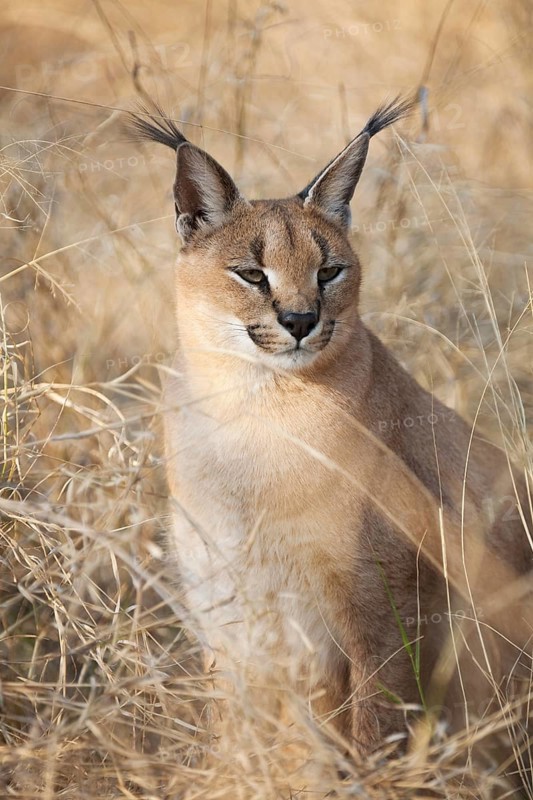 Caracal (Caracal caracal)