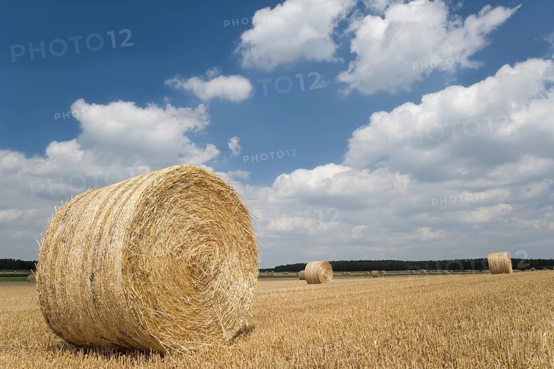 Field with straw bales against a blue sky with white clouds