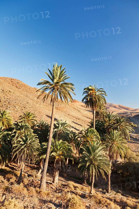 Palm grove