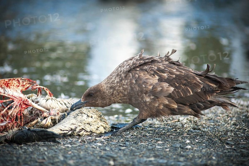 South Polar Skua (Stercorarius maccormicki) feeding on the carcass of a King Penguin (Aptenodytes patagonicus)