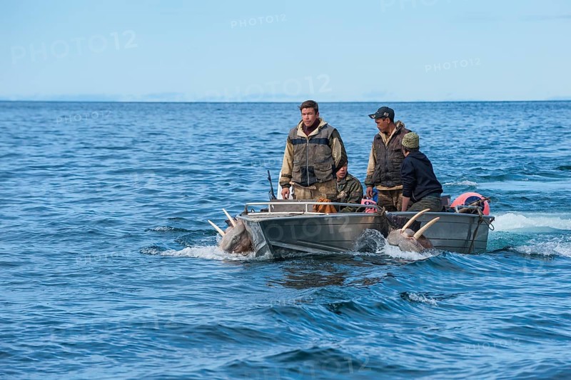 Walrus hunters