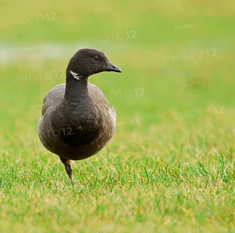 Brant or Brent Goose (Branta bernicla)