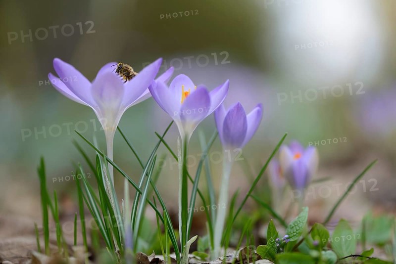 Early Crocuses (Crocus tommasinianus)