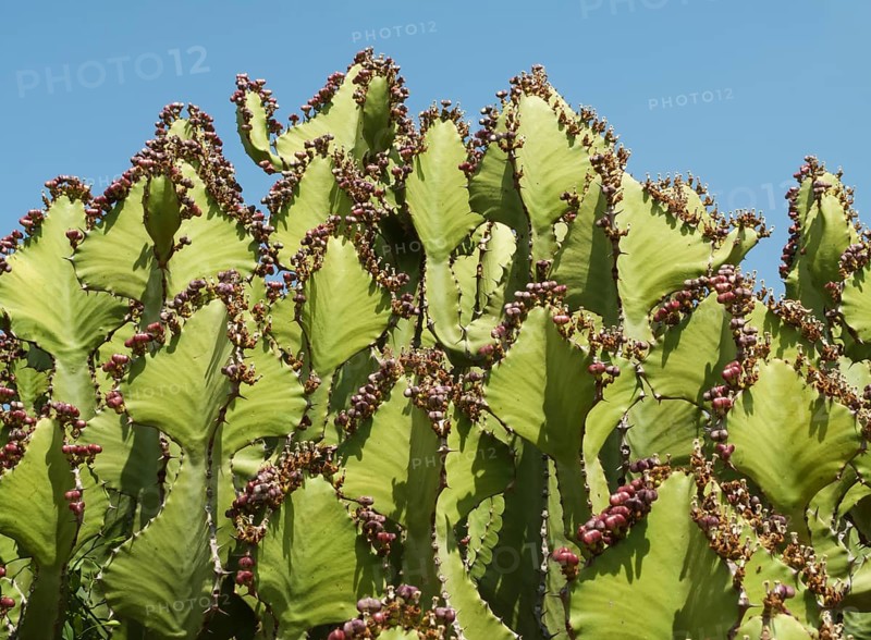 Transvaal Candelabra Euphorbia (Euphorbia cooperi)