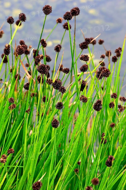 Swordleaf Rush (Juncus ensifolius)