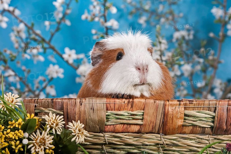 American Crested Guinea Pig