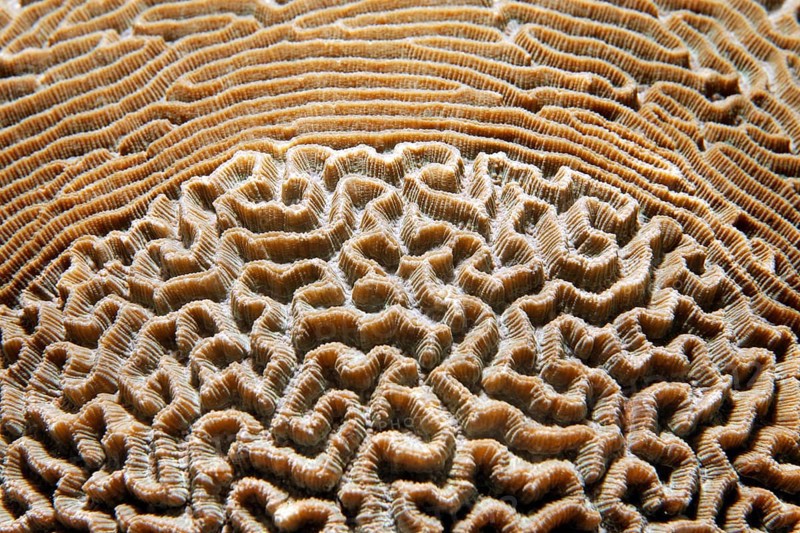 Unusual pattern of a Lesser Valley Coral