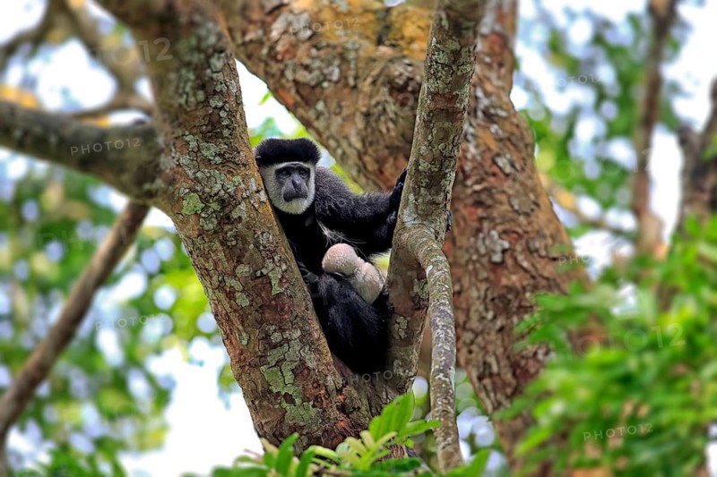 Angolan Colobus or Angola Colobus (Colobus angolensis)