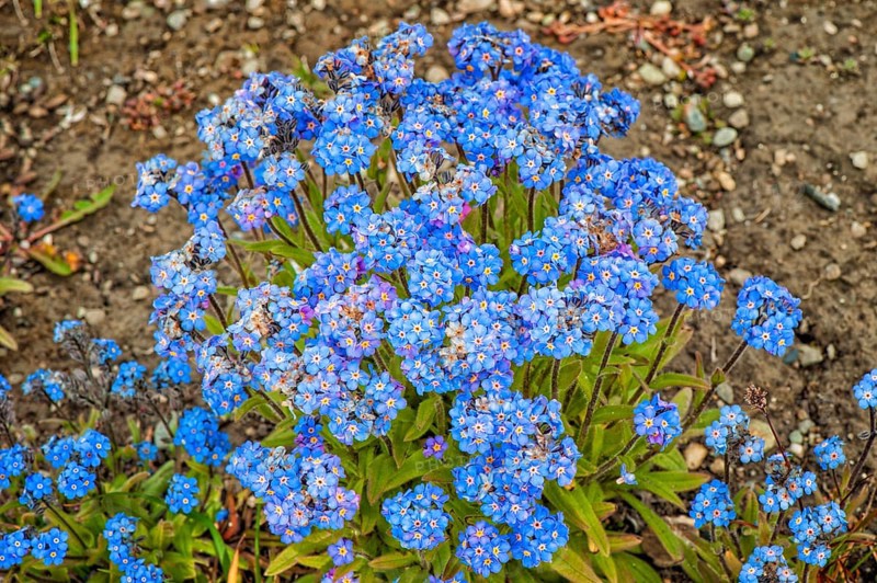 Forget-me-not (Myosotis sylvatica)