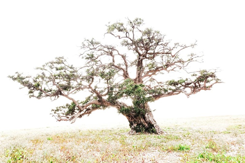 Argan (Argania spinosa)