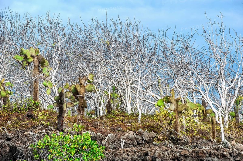Palo Santo trees (Bursera graveolens) and Giant Prickly Pear Cactuses (Opuntia robusta)