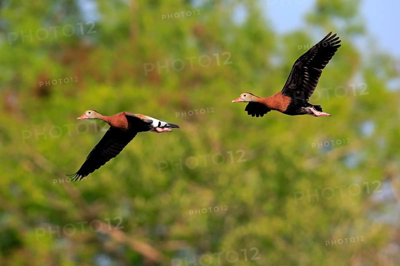 Two Black-bellied Whistling Ducks (Dendrocygna autumnalis)