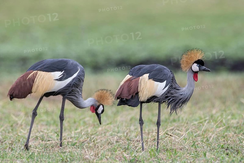 Grey Crowned Cranes (Balearica regulorum)