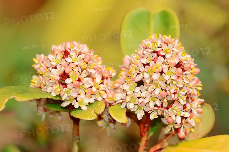 Japanese Skimmia (skimmia japonica)