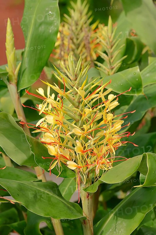 Kahili Ginger (Hedychium gardnerianum)