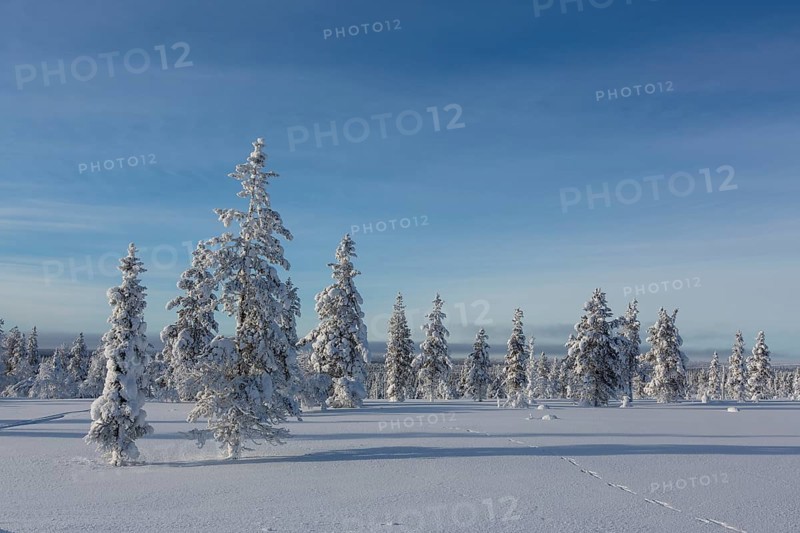 Snowy fir forest