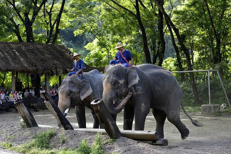Asian or Asiatic Elephant (Elephas maximus) during a demonstration in Maetaman Elephant Camp