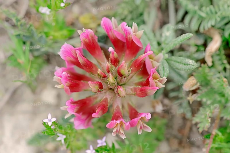 French Tragacanth or Montpellier Milkvetch (Astragalus monspessulanus)