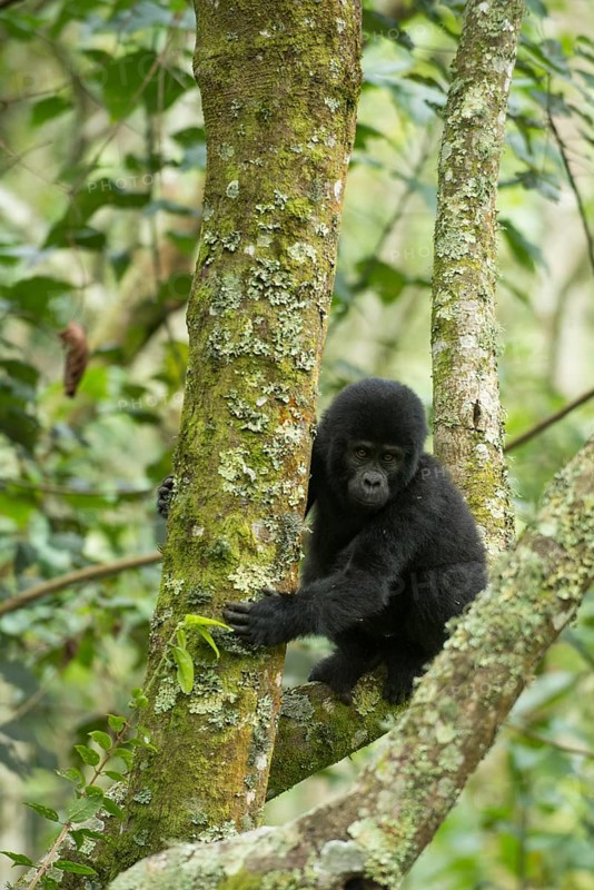 Mountain Gorilla (Gorilla beringei beringei)