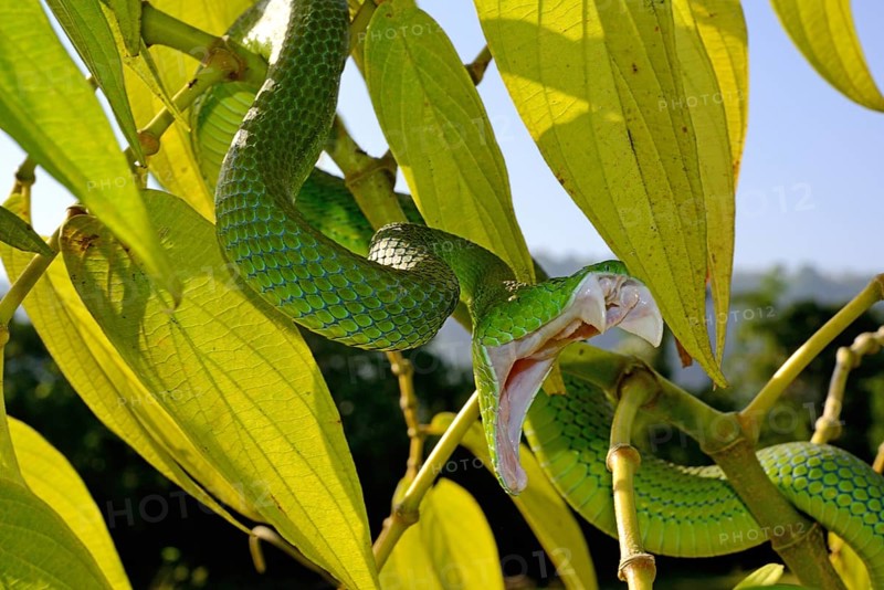 Barat Bamboo pitviper (Trimeresurus sabahi barati)