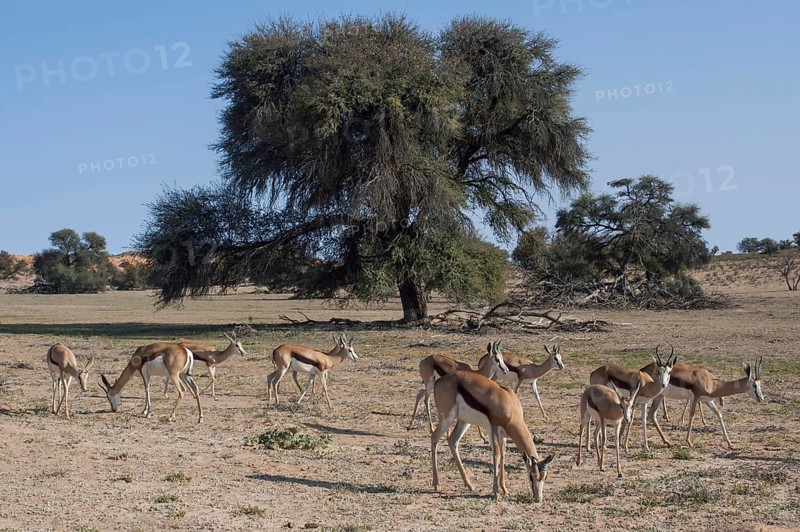 A herd of springboks (Antidorcas marsupialis) in the Nossob Valley