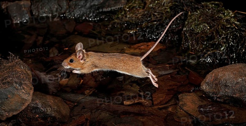 Yellow-necked Mouse (Apodemus flavicollis)