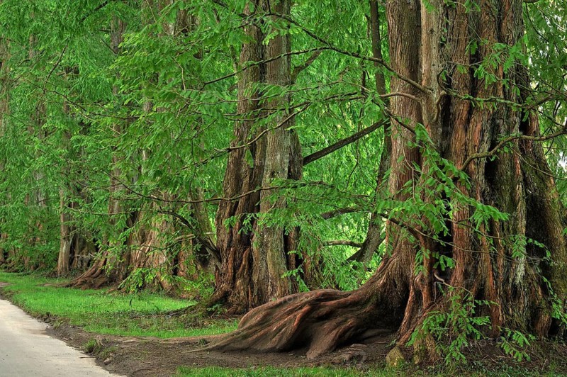 Avenue with Dawn Redwoods (Metasequoia glyptostroboides)
