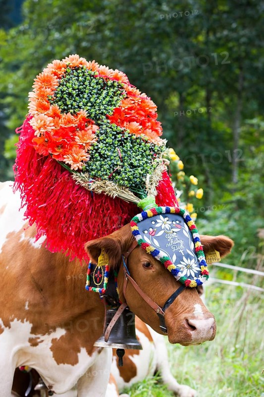 Decorated cow