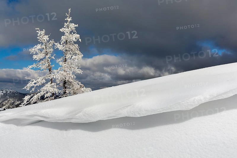 Snow-covered Mountain Pines (Pinus mugo) with overhanging snow at Mt Wildkamm