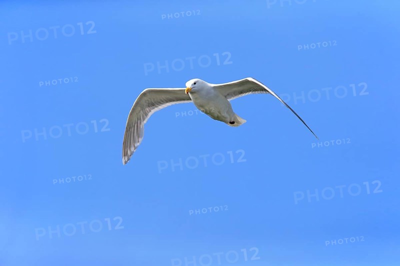 Western Gull (Larus occidentalis) adult