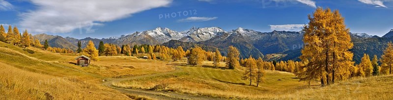 Larch forest (Larix) in autumn