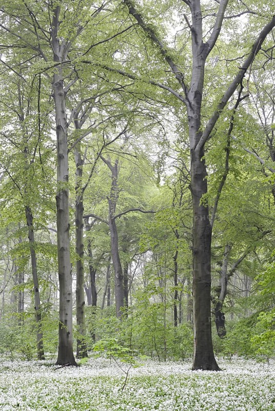 Flowering wild garlic (Allium ursinum) in spring forest