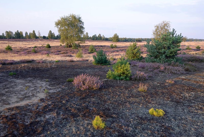 Open heath with grey hair-grass (Corynephorus canescens) and blooming heather (Calluna vulgaris)