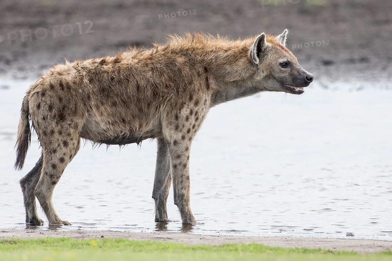 Spotted Hyena (Crocuta crocuta)