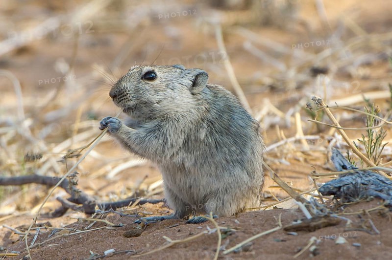 Brants's whistling rat (Parotomys brantsii)