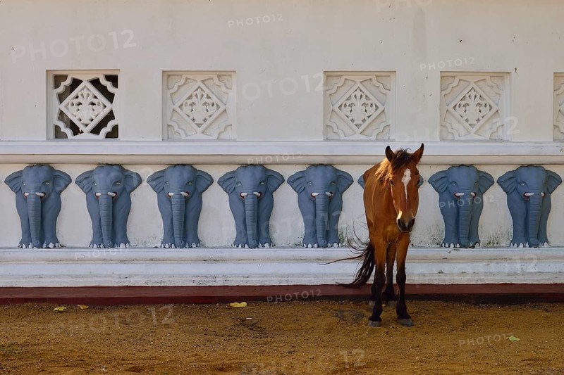 Horse in front of the wall of a Buddhist shrine decorated with elephants