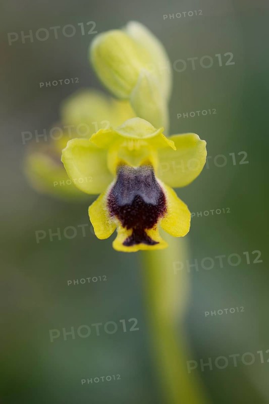 Yellow Ophrys (Ophrys lutea)