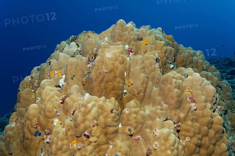 Christmas Tree Worms (Spirobranchus giganteus) on coral block