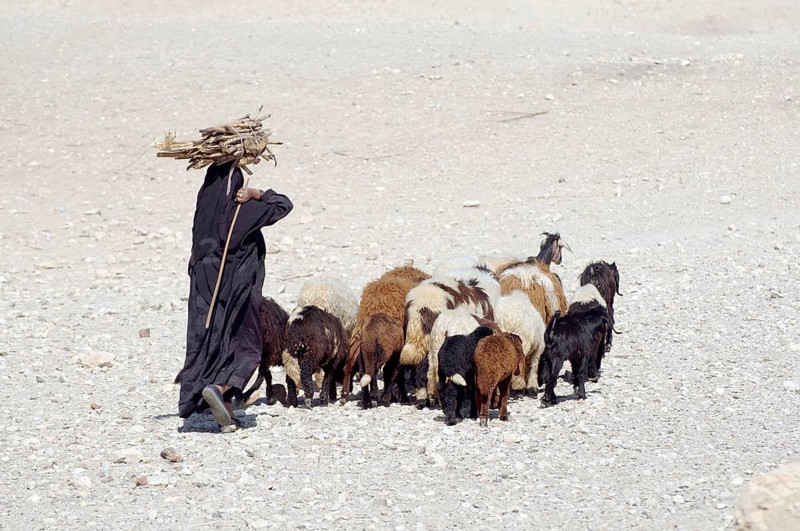 Bedouin woman carrying sugarcane on her head