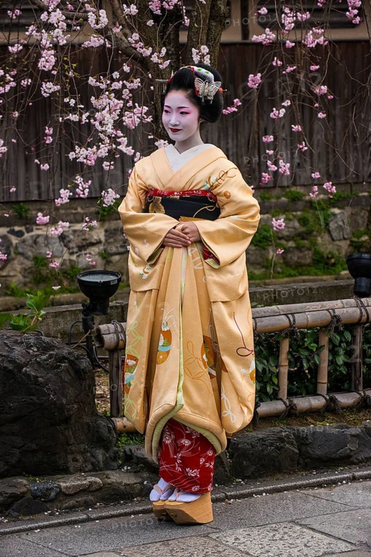 Geisha in front of a blossoming cherry tree in the Geisha quarter Gion