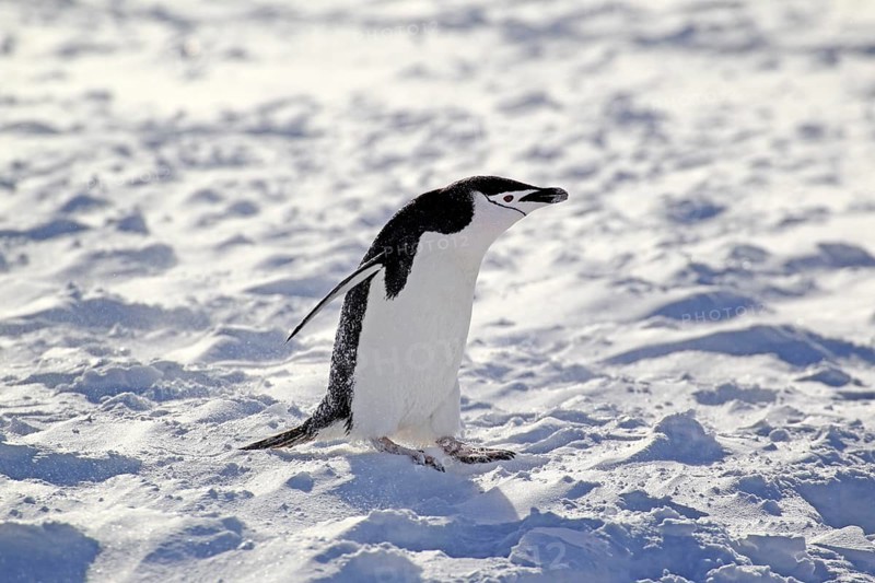 Chinstrap Penguin (Pygoscelis antarctica)