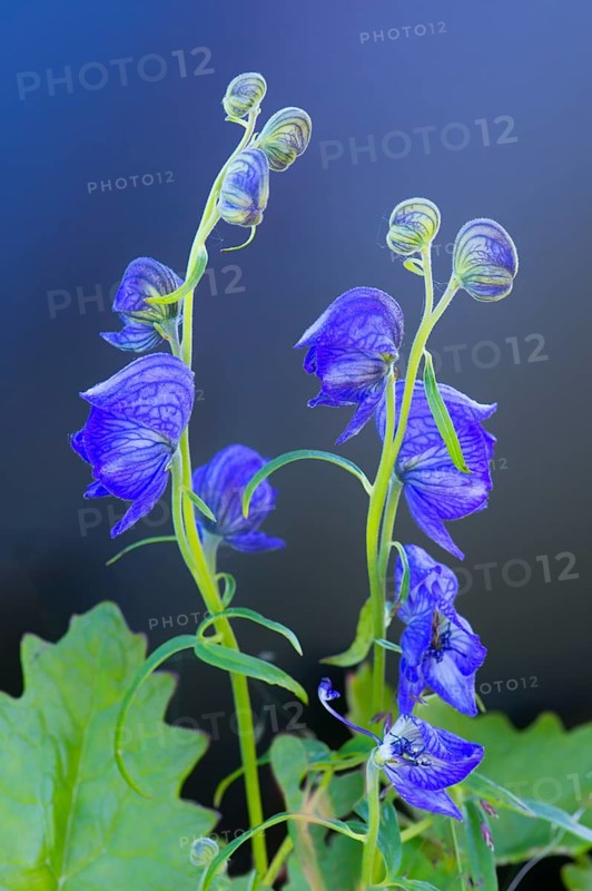 Monkshood (Aconitum delphinifolium)