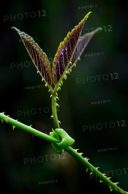 Plant leaf